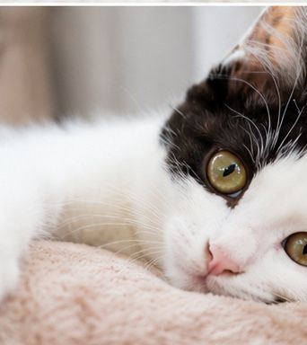 Котёнок в поисках дома