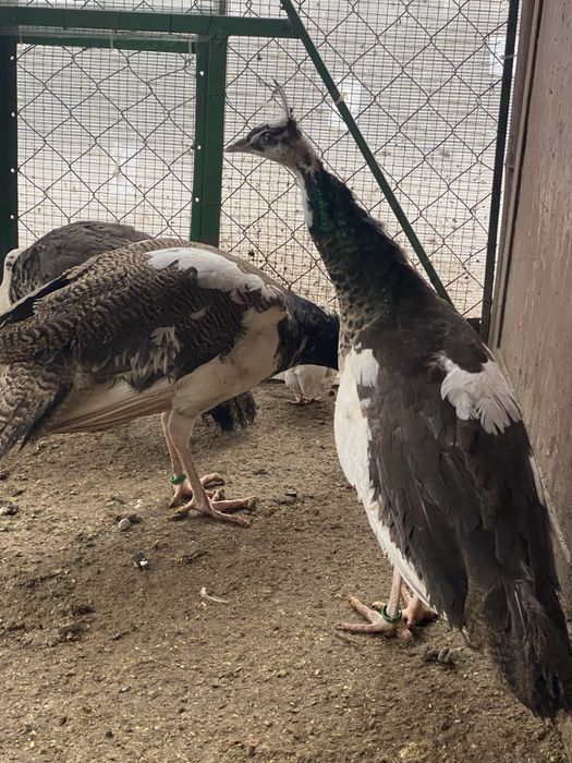 Vand pauni  Silvar pied. Alechin ochi alb umar negru