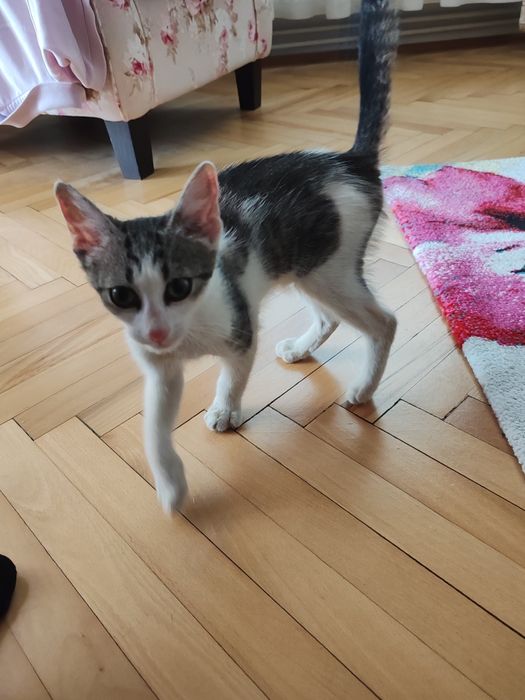 Donez / adopție pisic foarte iubitor