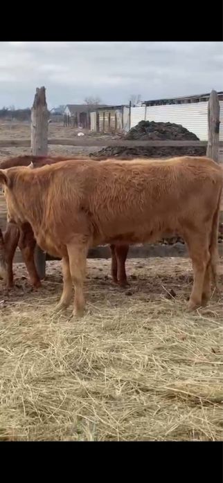 Сатылады куйи жаксы