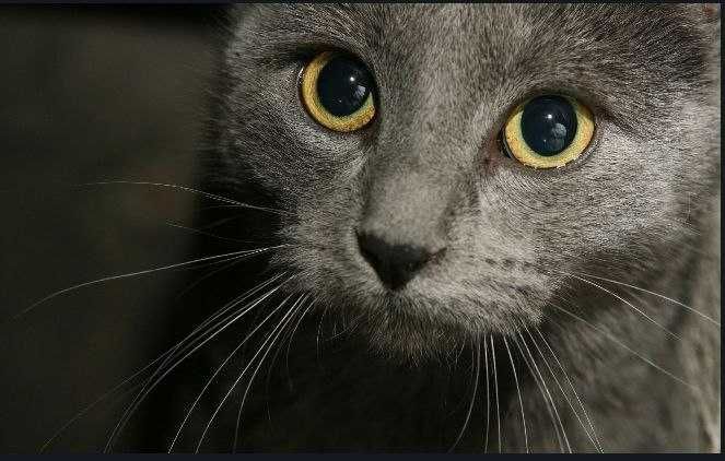 Взрослый домашний кот с янтарным глазами