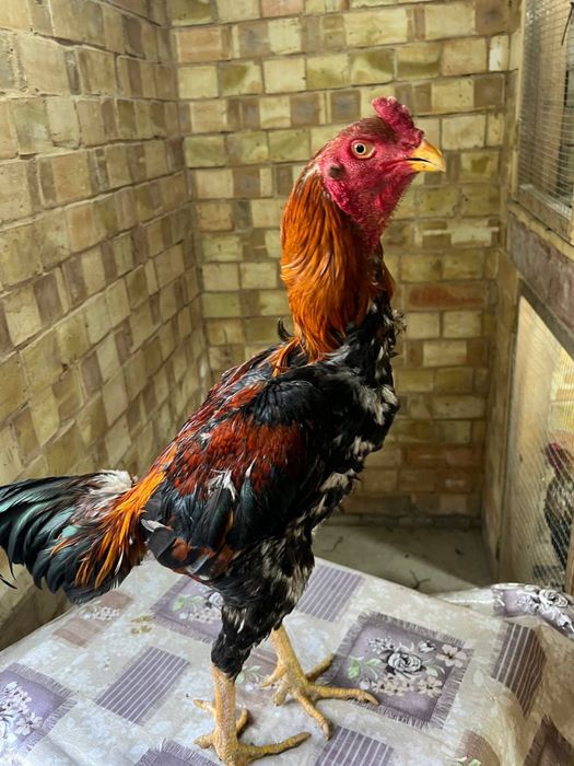 Dakan xoroz sotiladi