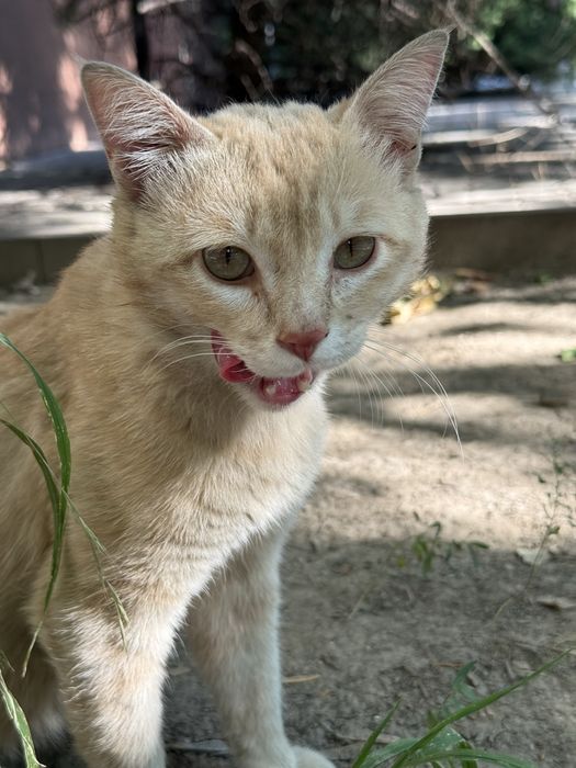 Котик в добрые руки