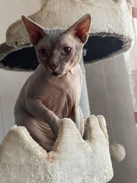 ВЯЗКА Канадский голубой сфинкс