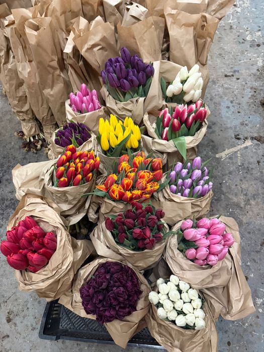 Тюльпаны оптом и в розницу