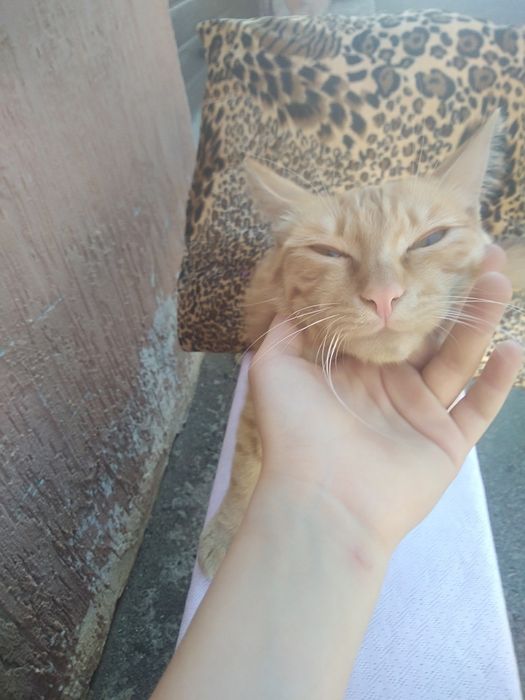 отдам кота мальчик в хорошие руки