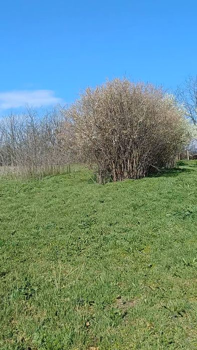 Teren intravilan