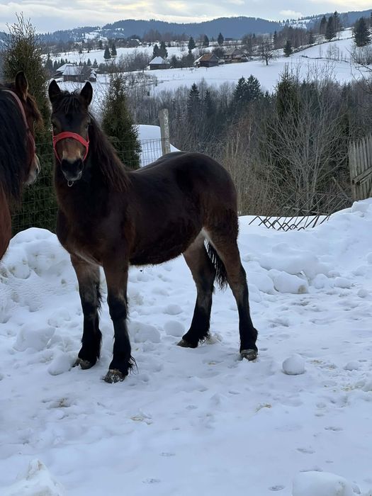 Vind minza de 8 luni