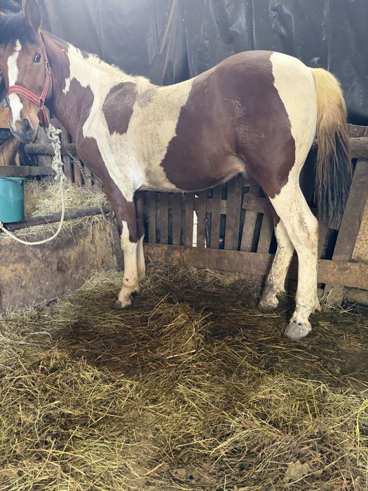 Manz baltat de 11 luni