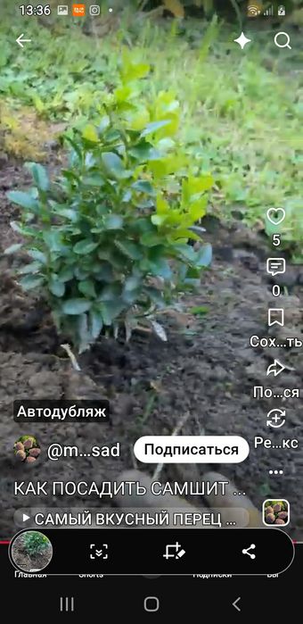Саженцы самшитов