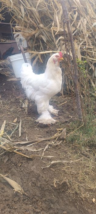 Brama hõroz sotladi