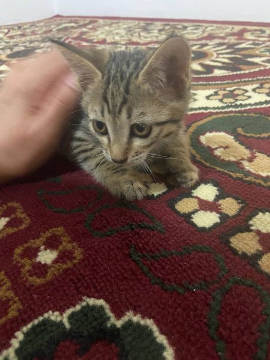 отдам бесплатно котят