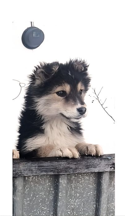 Красивые умные щенки