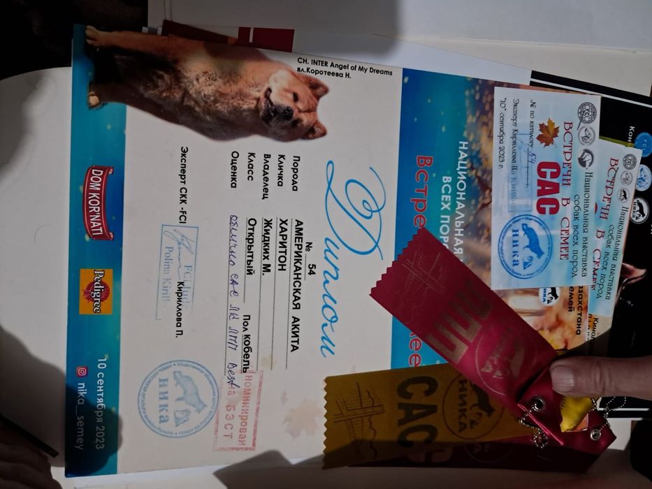 Породный кобель для вязки