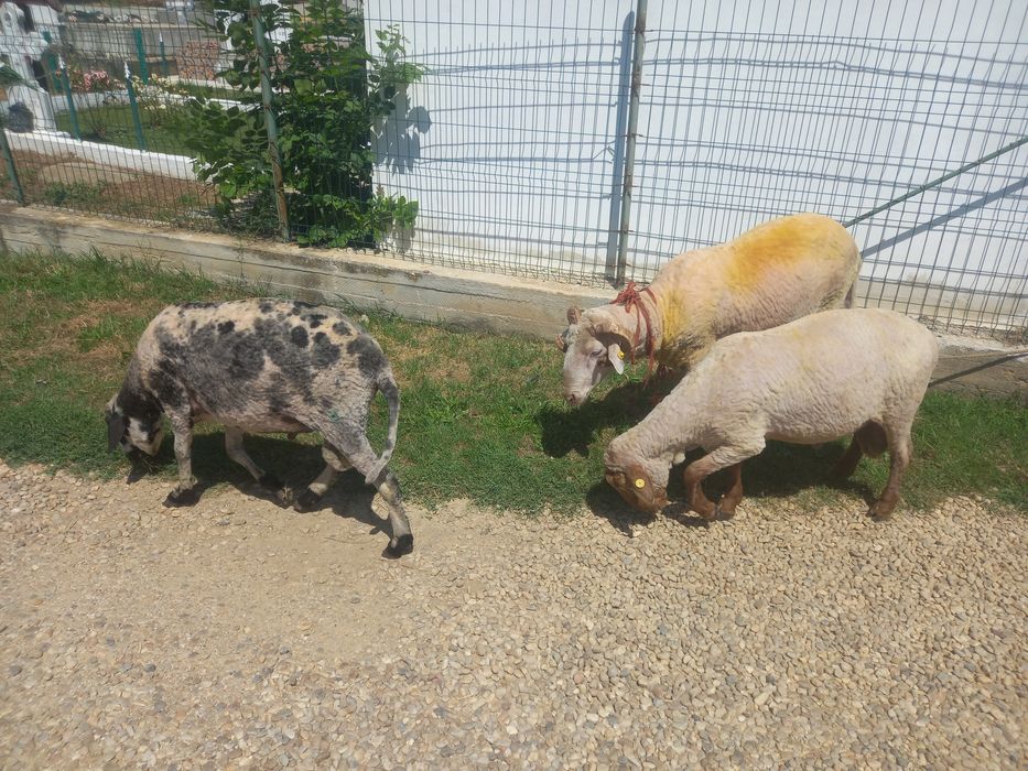 Berbec merinos de palas ruginiu, Berbec tigau florin si Berbec bulgaresc bel