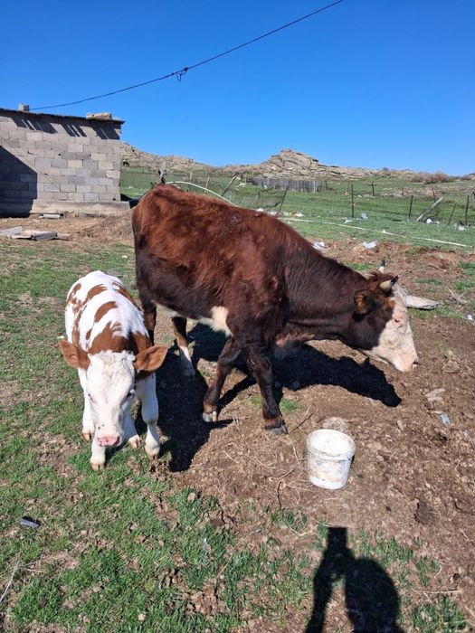 Продается корова с теленком