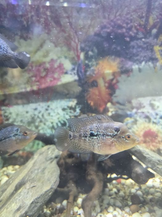 Продам рыбок фловер хорн