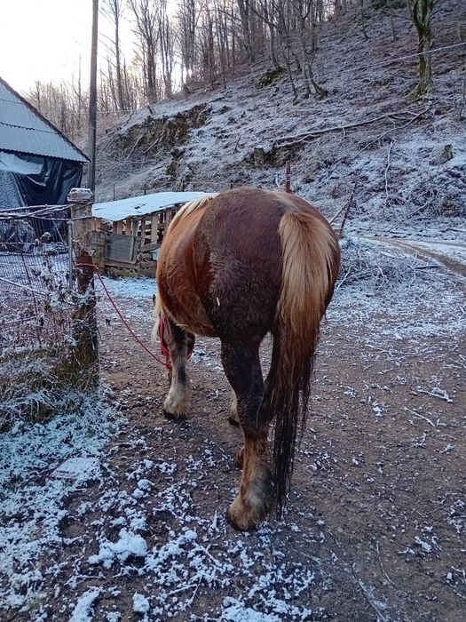 Vand manza și iapa gestanta