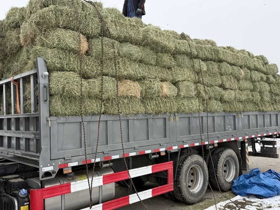 Жоңышқа, шөп, пресс тюк, люцерна