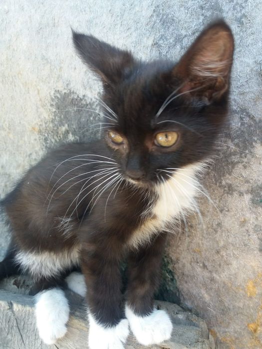 Отдам котенка, 3 месяца, мальчик