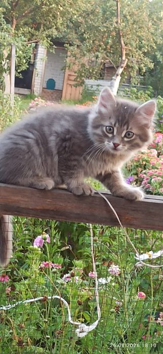 Отдам котят в хорошие руки