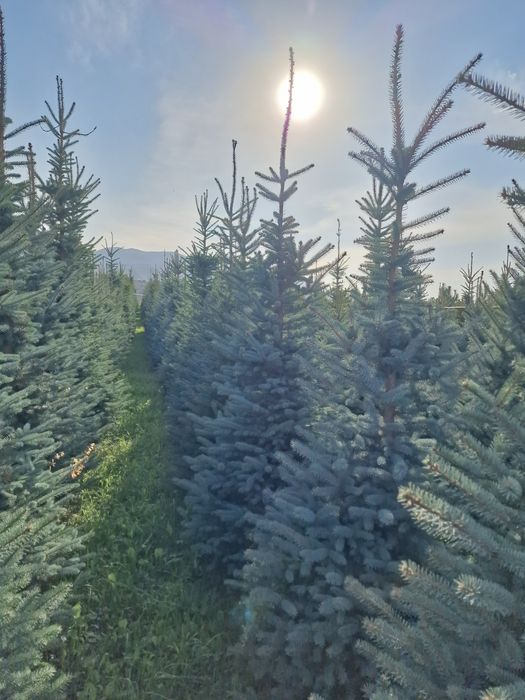 Ель тополь клён вязь