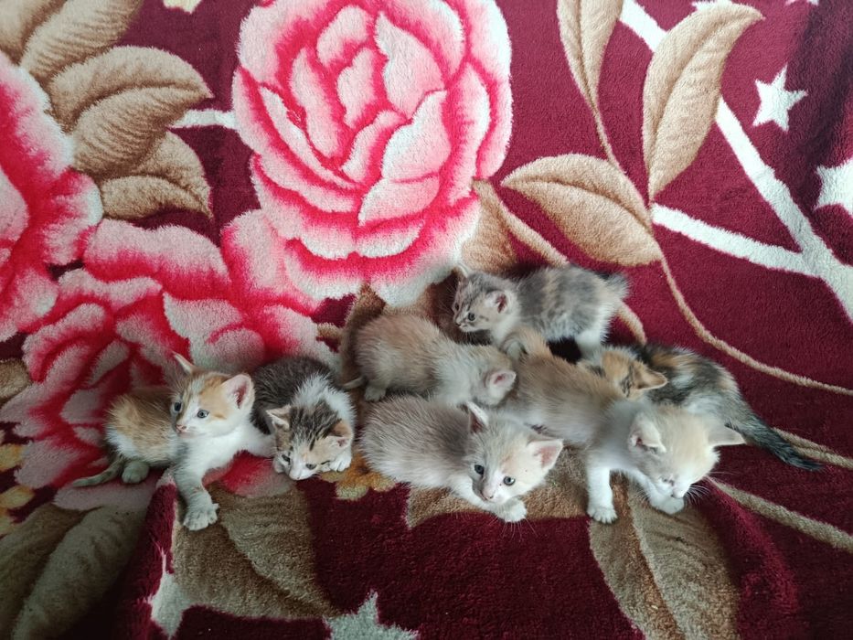 Котята в добрые руки