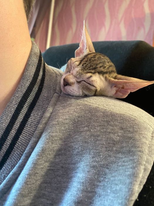 Девочка сфинкс (браш)