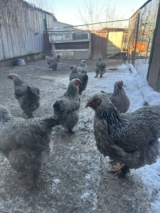 Инкубационые яица