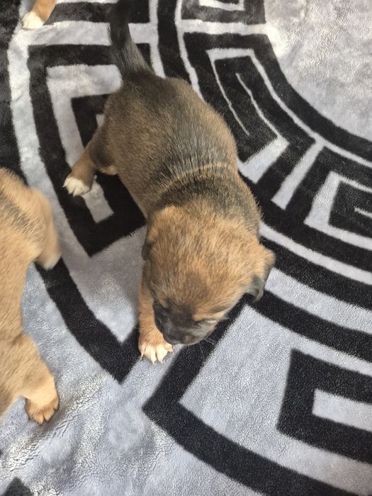 Donez căței de talie mică.