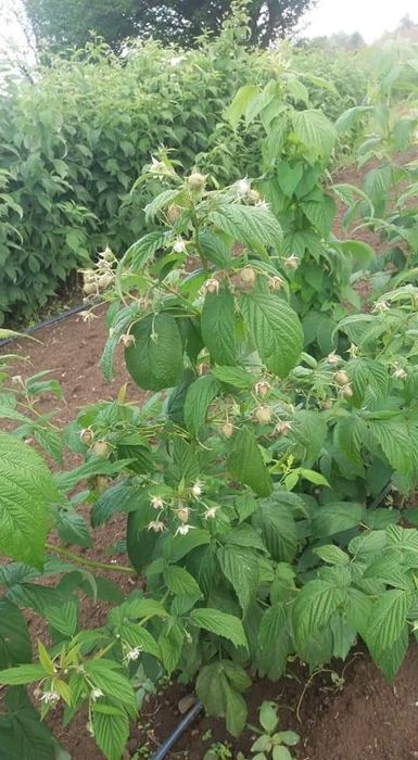 страхотен расад малини