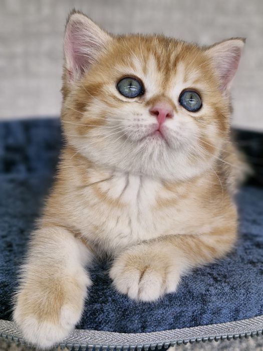 Британские котята