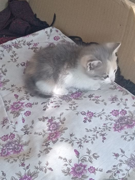 Отдам котят в хорошие руки, город Тараз