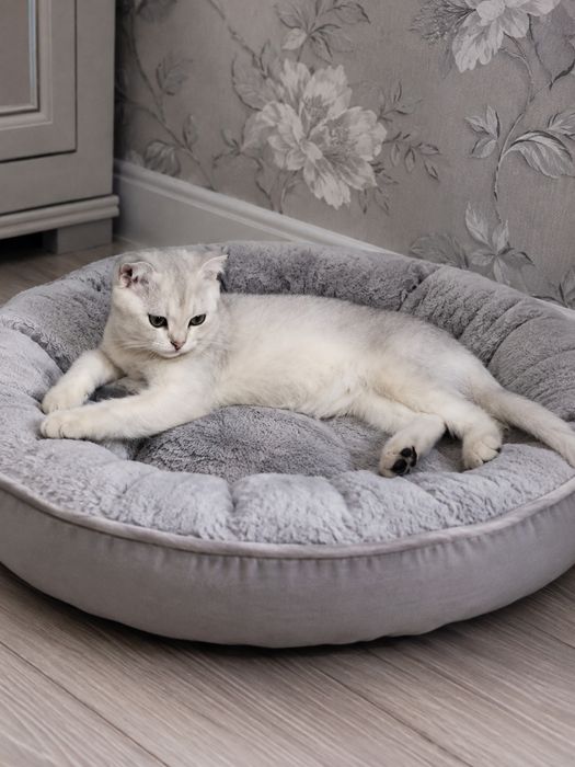 Продаются котята серебряная шиншилла