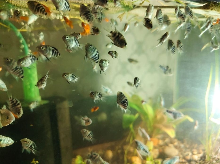 Домашние рыбки для аквариума
