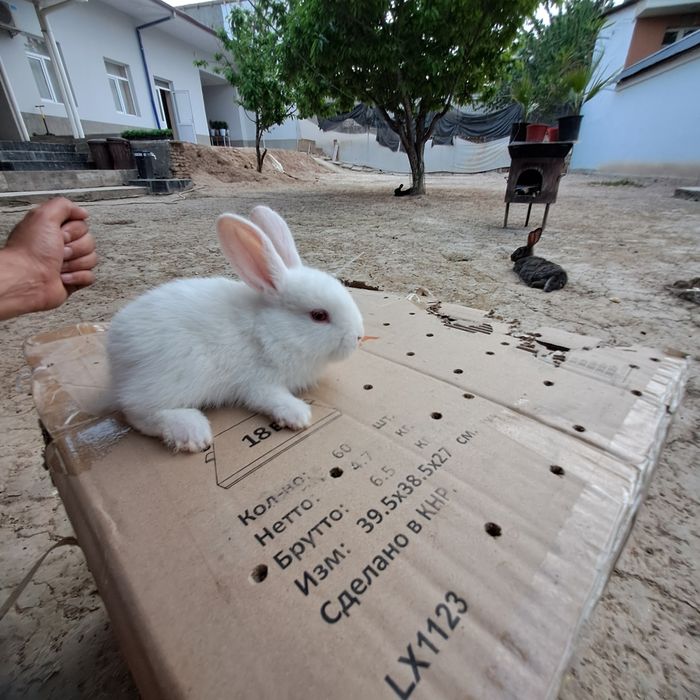 Quyon bolari narxi 50000 ming xar xil rang talnap olasizlartel:+998 99