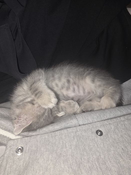 Вислоухий котенок