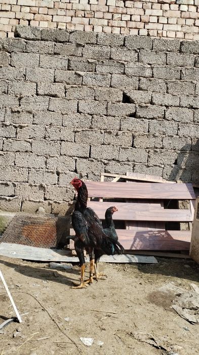 Февраль охри Марти бошида чкан бекорчи хч поло клнмаган