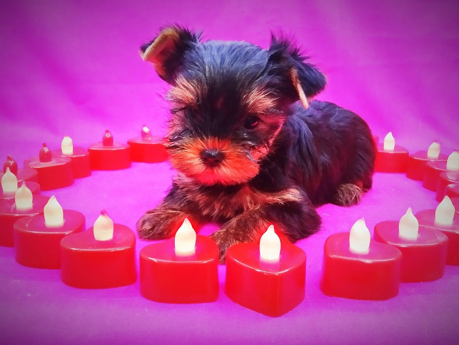 Щенки йоркширский терьер