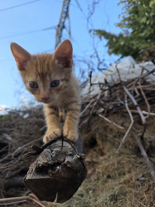 Четири малки котенца