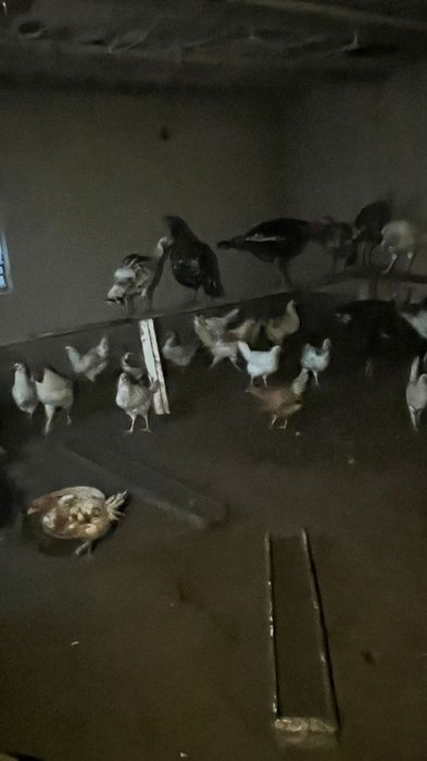 Үй тауықтары сатылады.