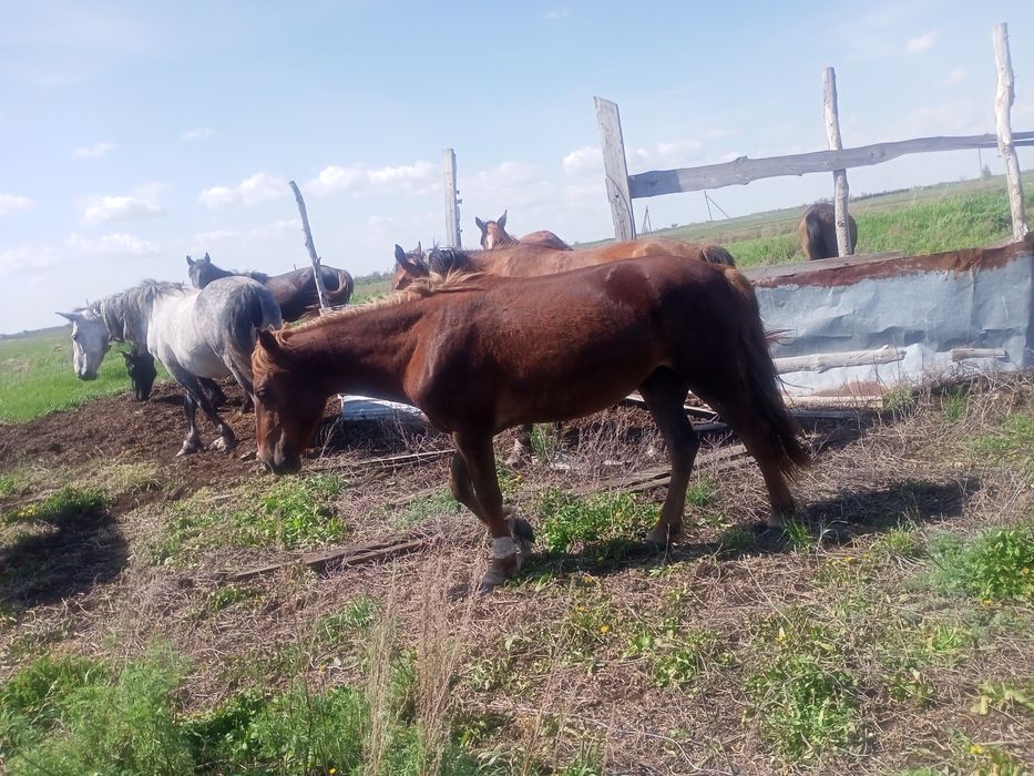 Продам лошадей кунан.