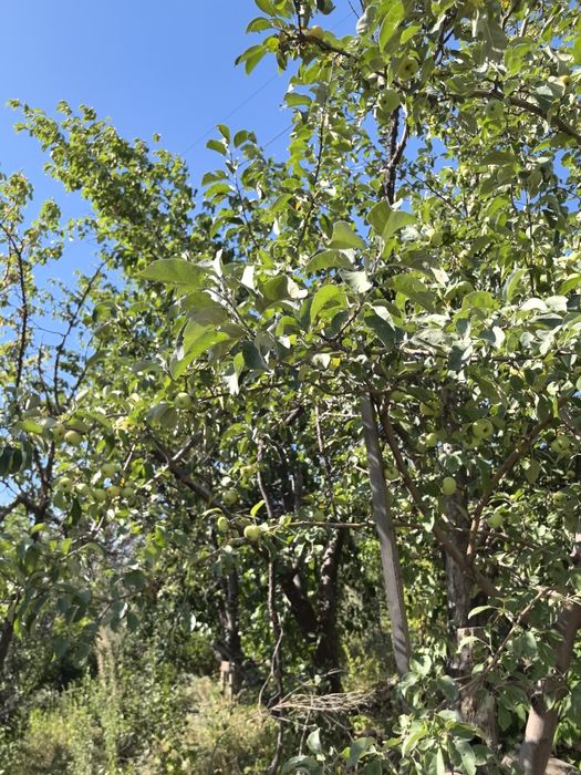 Продам дачу на Аблокетке