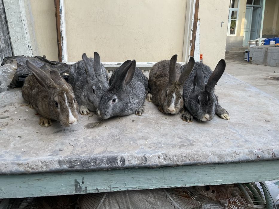 Quyon flandir bolalari sotiladi