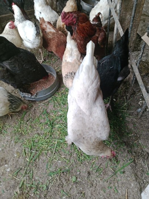 Куры несушки  молодняк