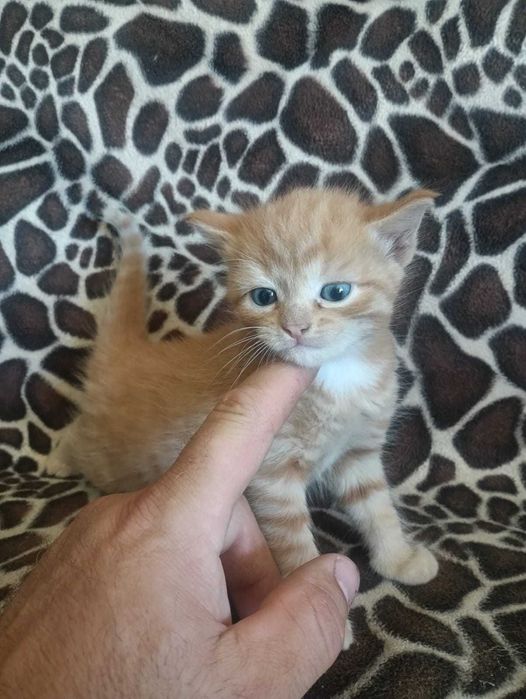 Отдам даром котят