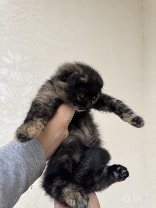 Mushuk bolasi scottish fold
