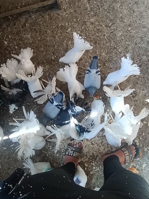 Porumbei schimb cu standard