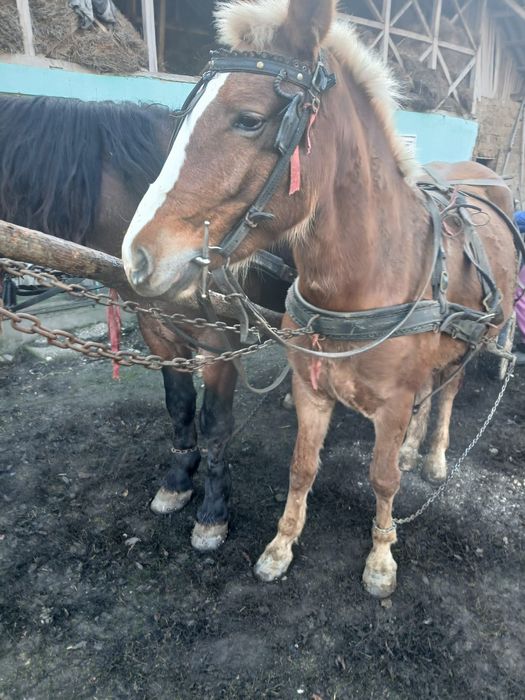 Vând carlana tânără