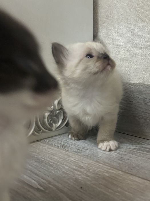 Отдам котят в добрые руки